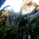 Casa Palmeiras Pensión Aljezur